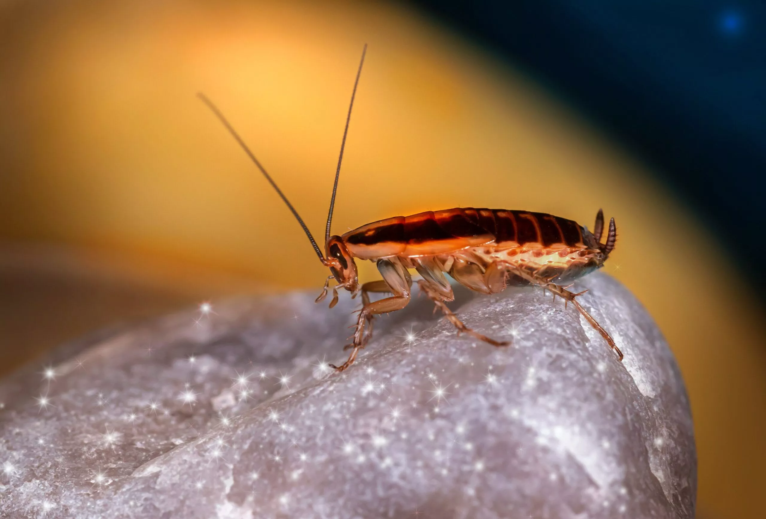 Sydney's Leading Cockroach Control Specialists for Residential Areas